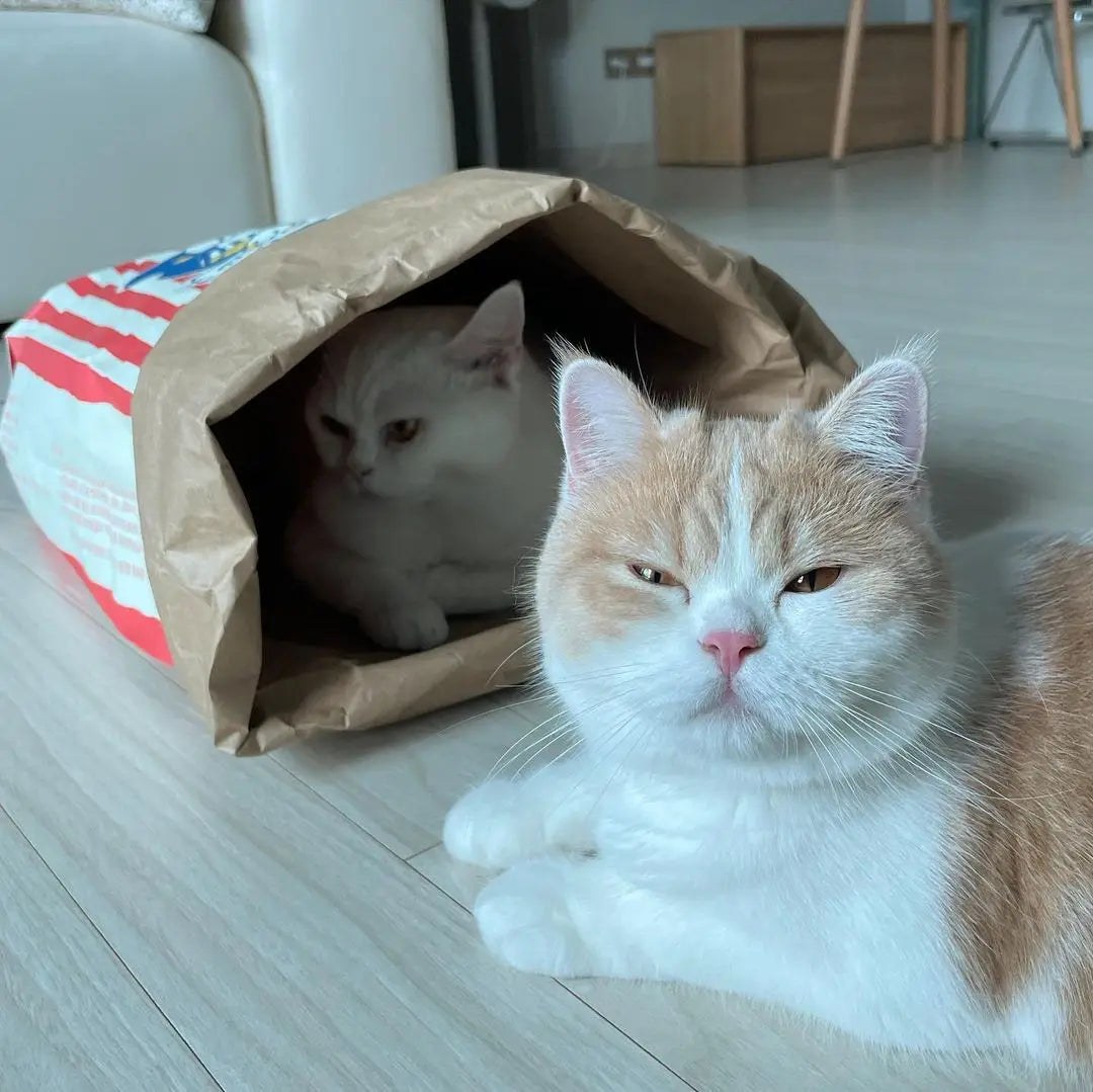 Popcorn Bag Cat Hideout