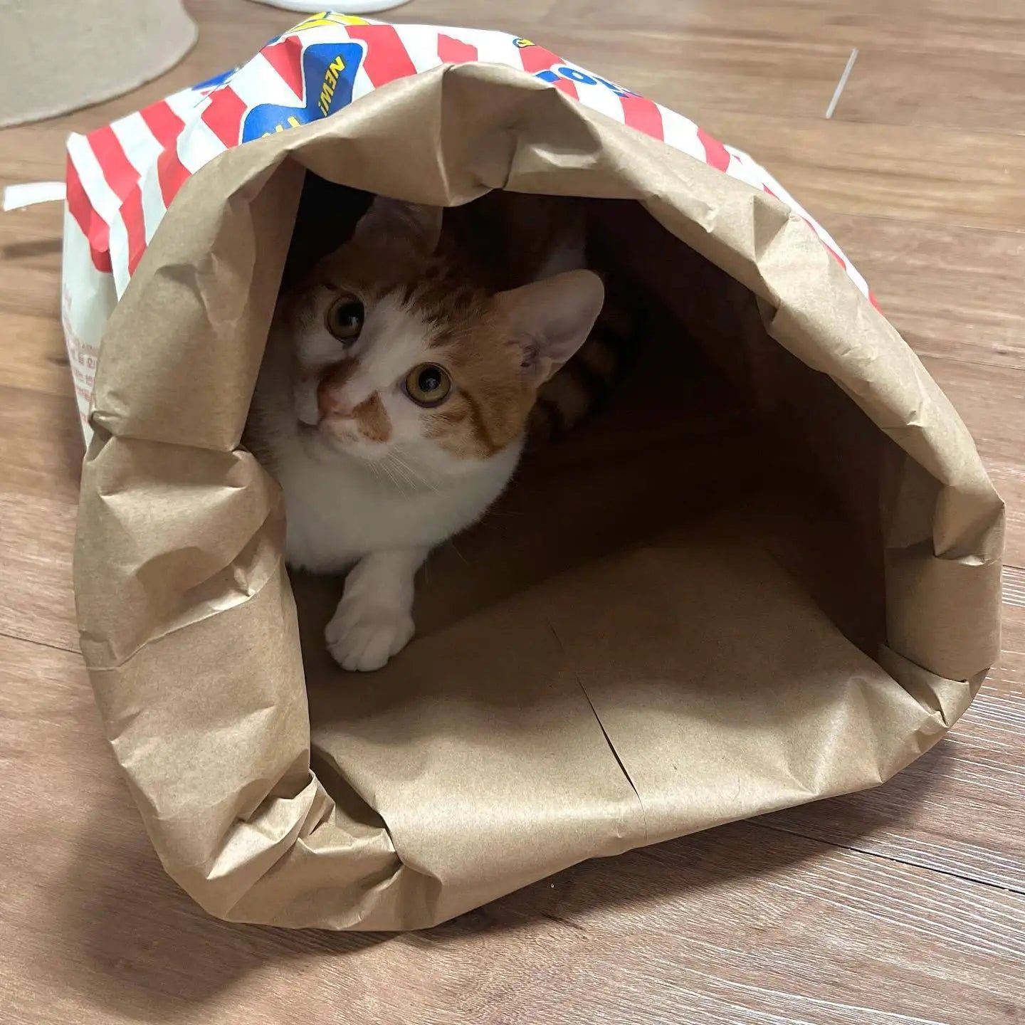 Popcorn Bag Cat Hideout
