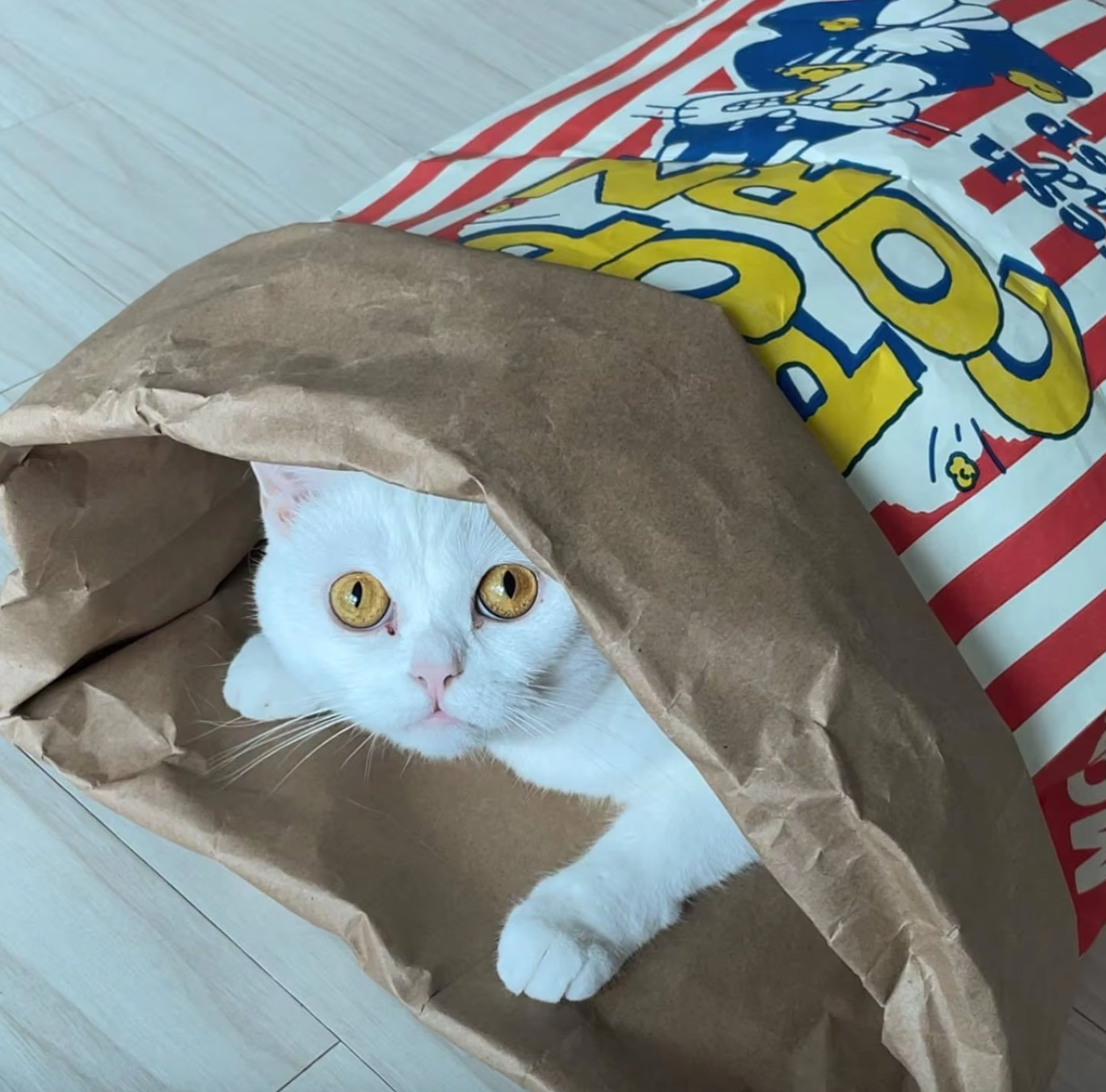 Popcorn Bag Hideout