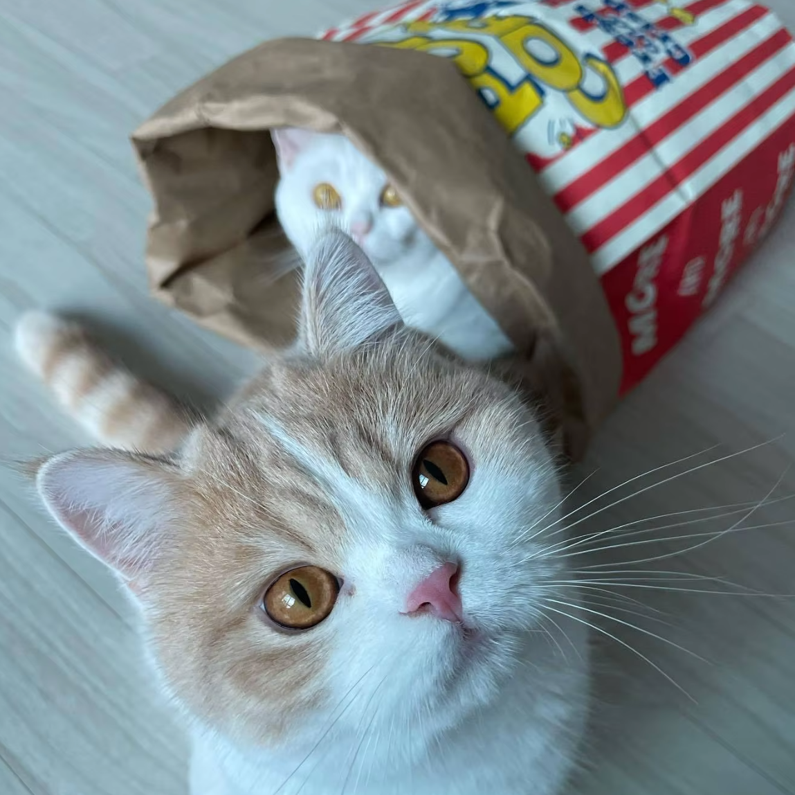 Popcorn Bag Hideout